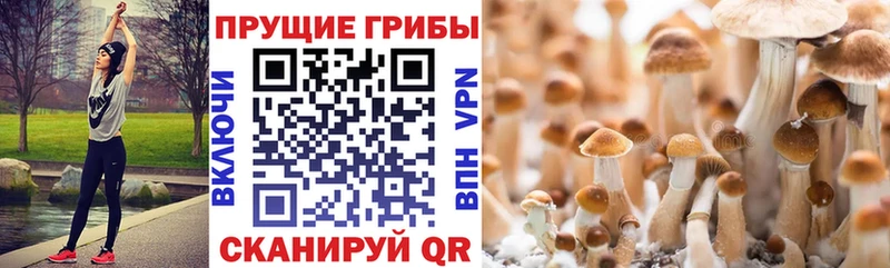 Галлюциногенные грибы мицелий Павловская